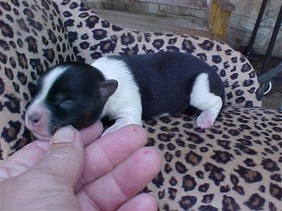 Puppies in TN